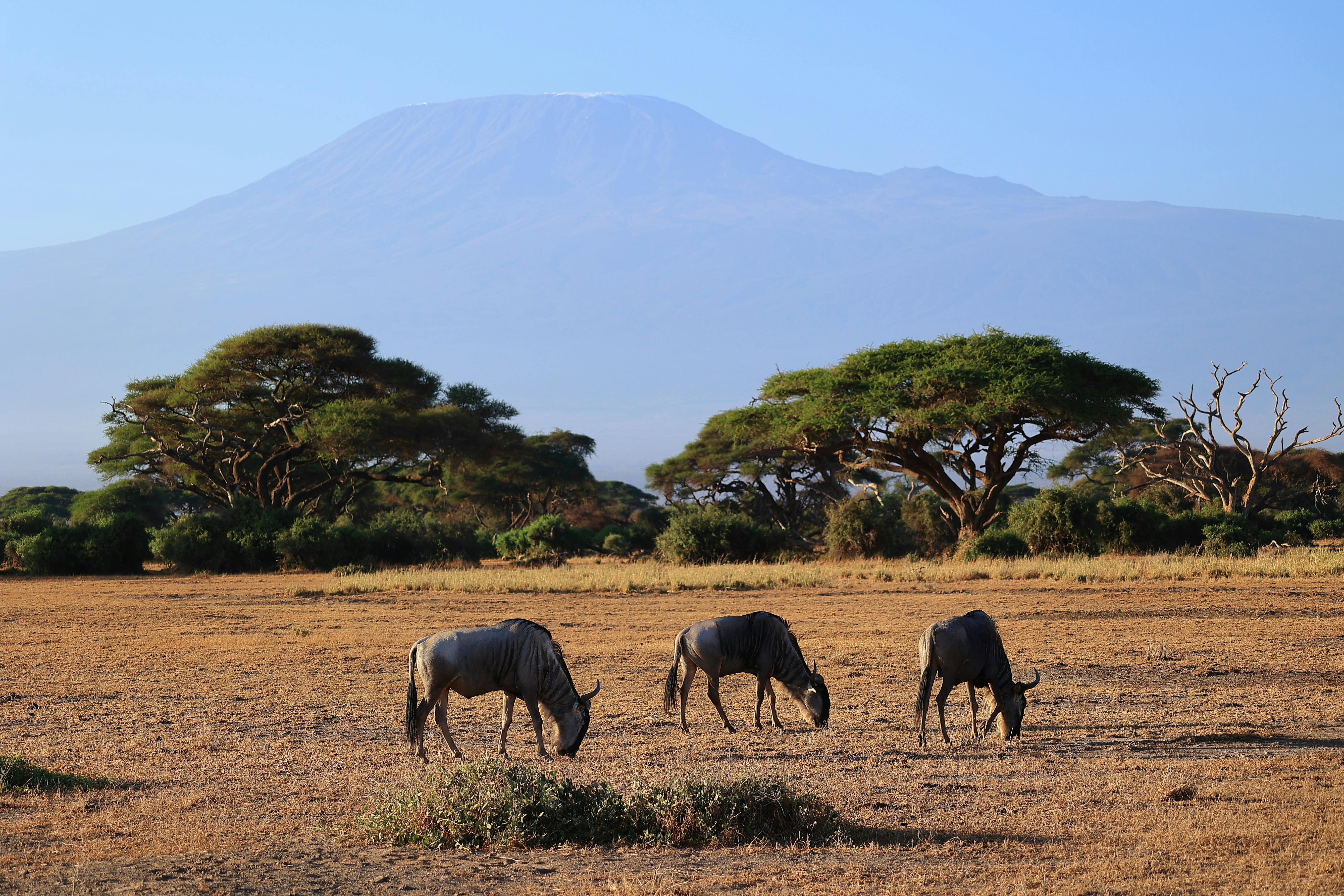 Amboseli National Park