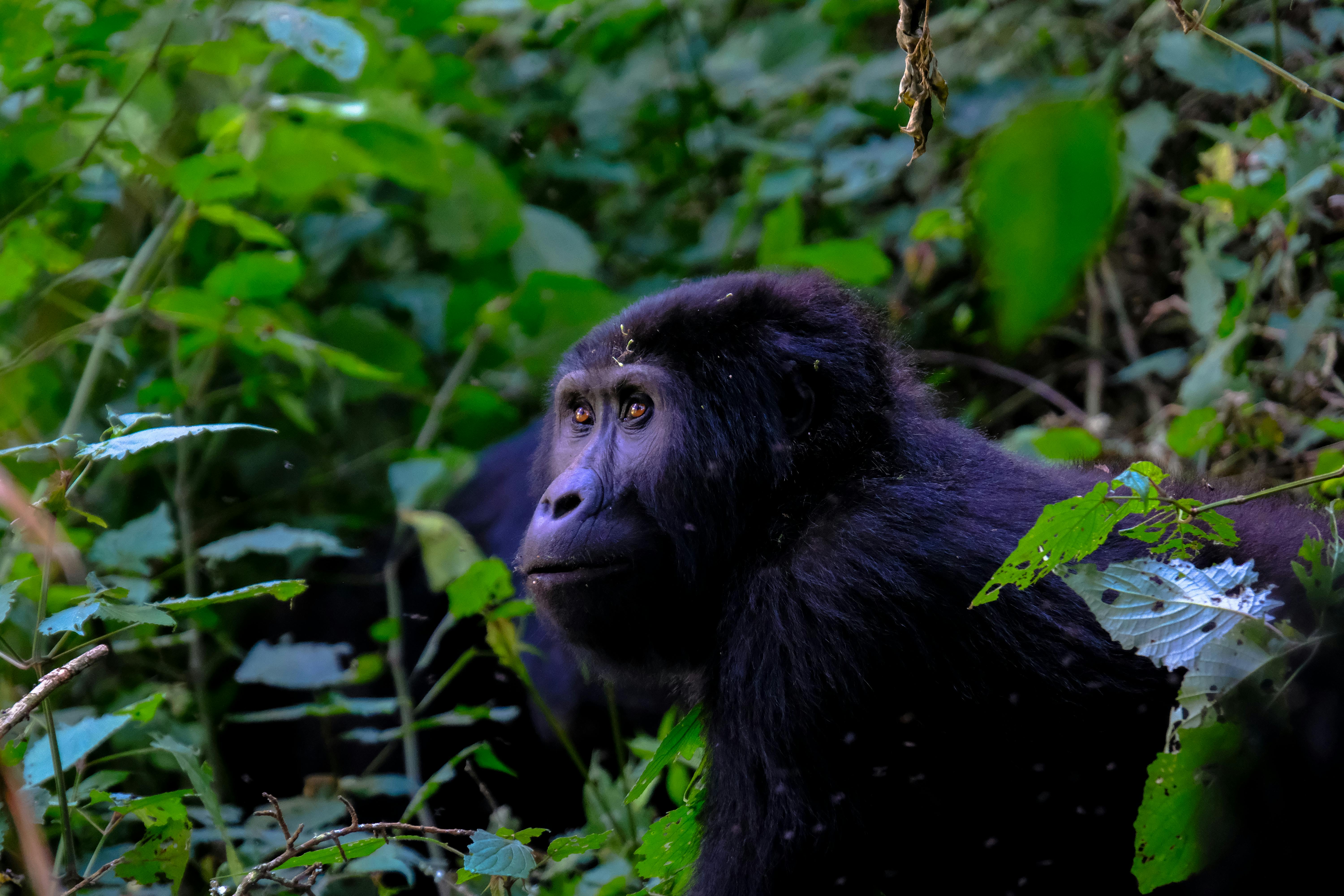 Bwindi Gorillas