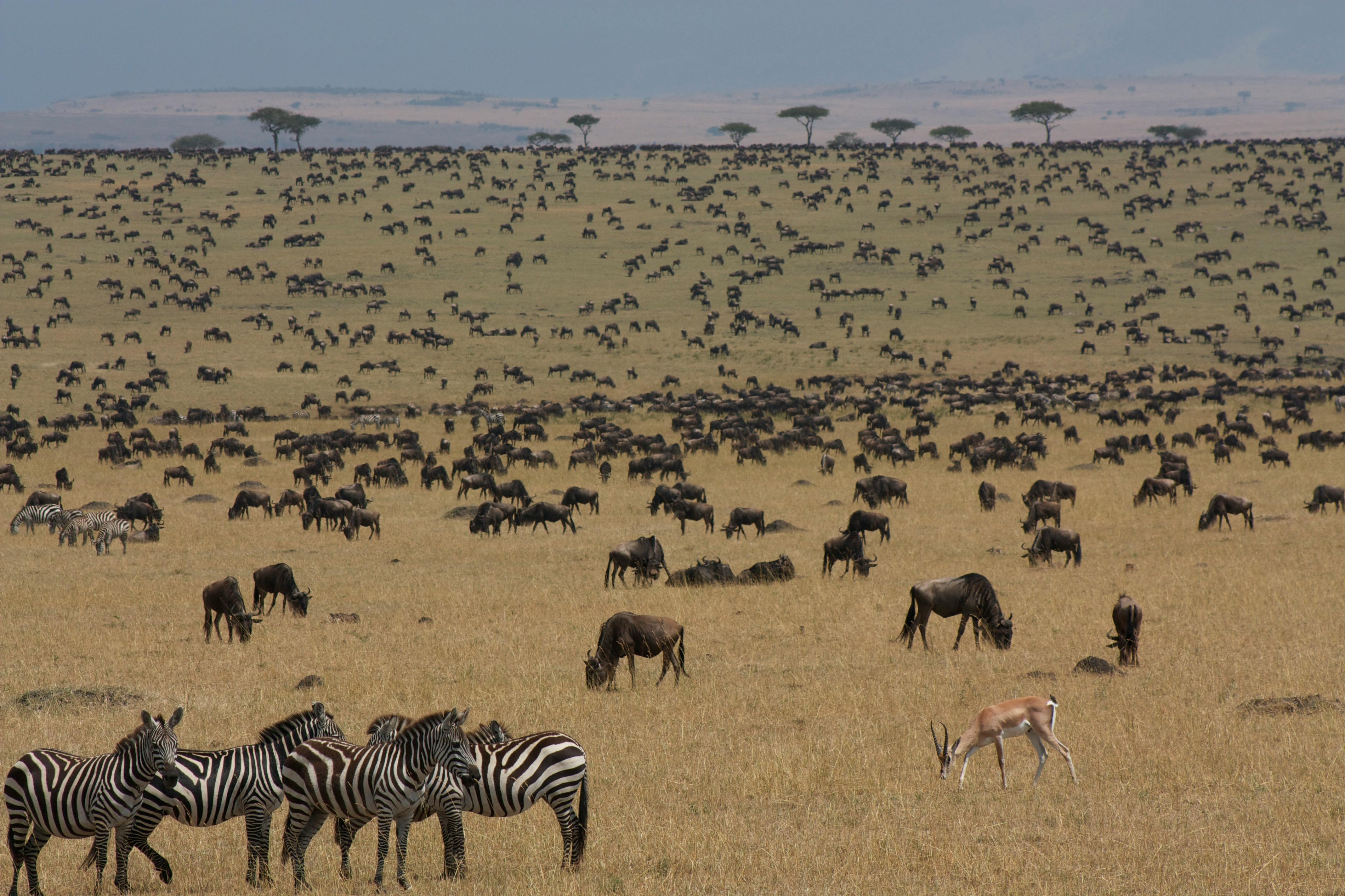 Maasai Mara Safari