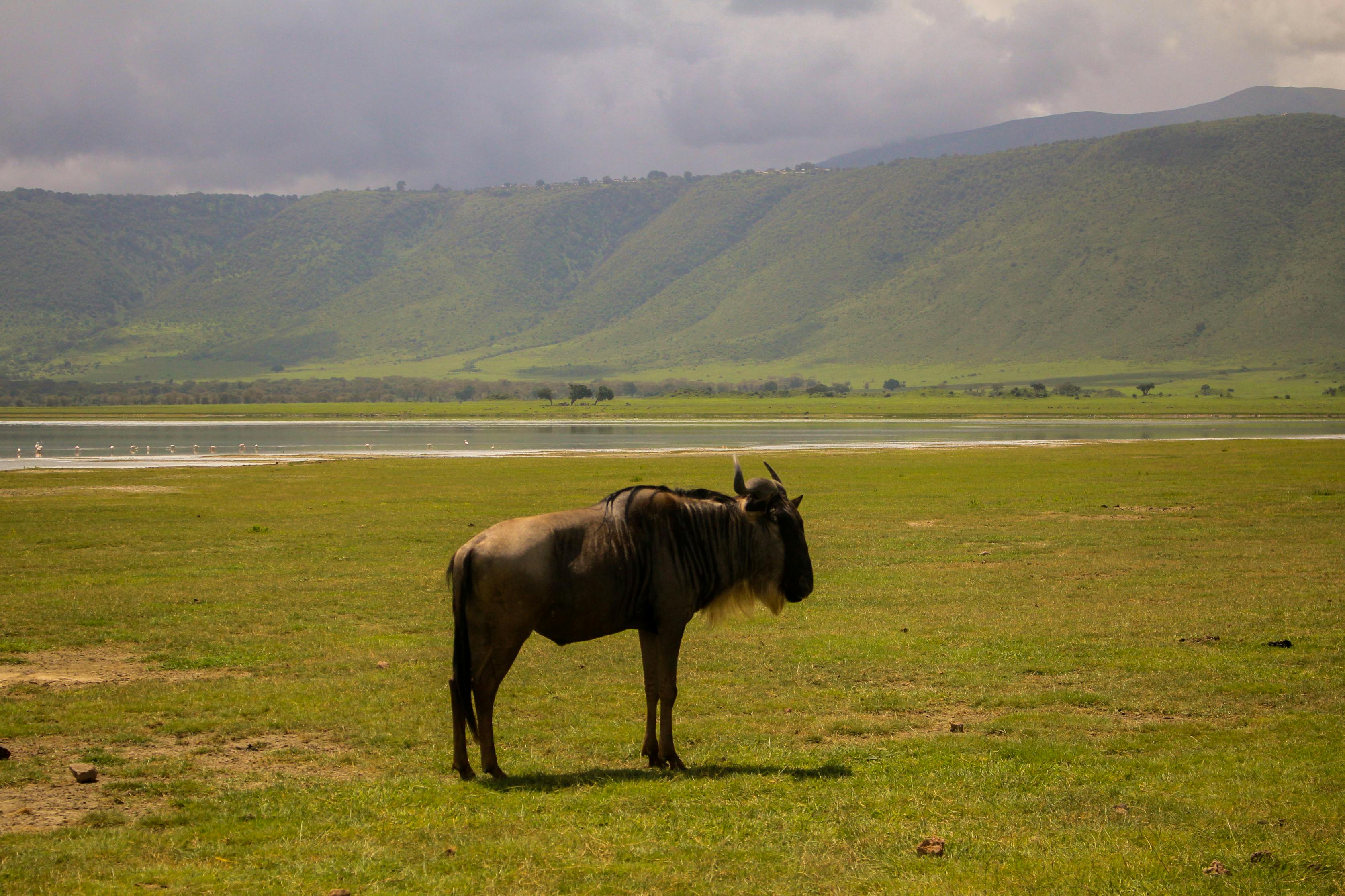 Ngorongoro Crater
