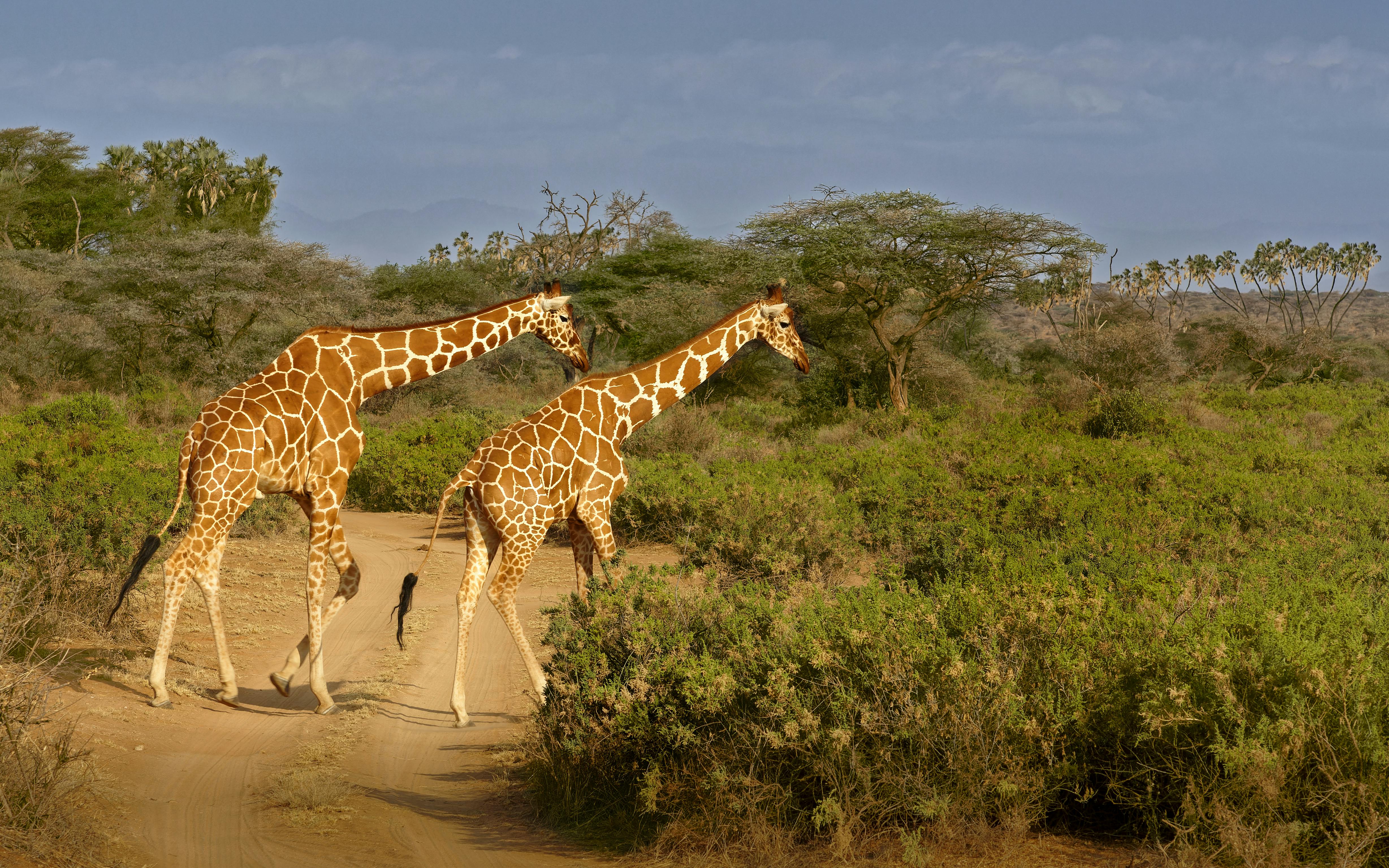 Samburu Reserve