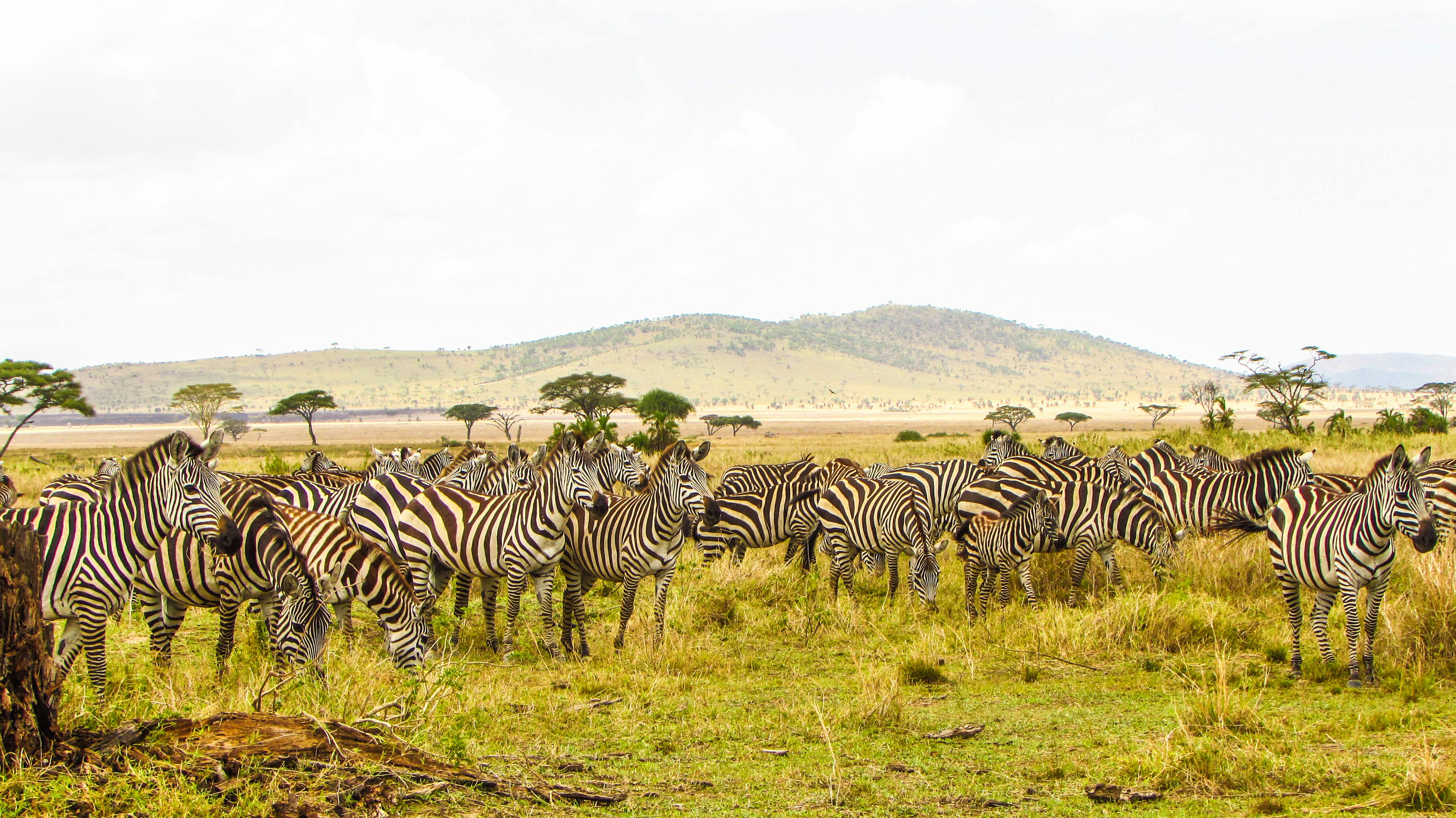 Serengeti Safari